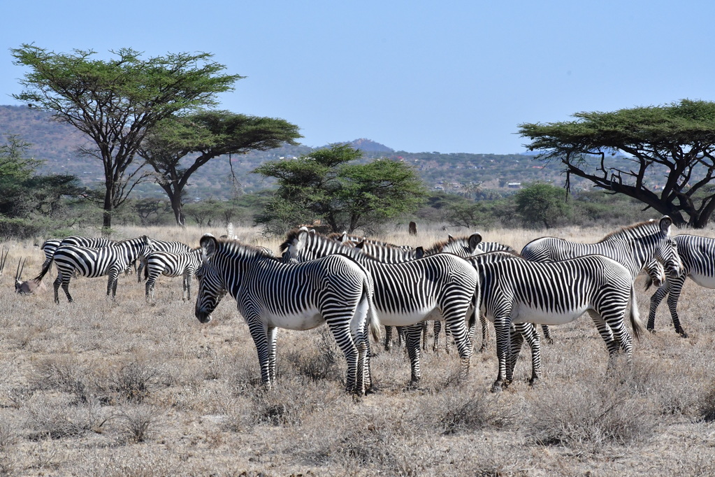 Buffalo Springs Nat. Reserve